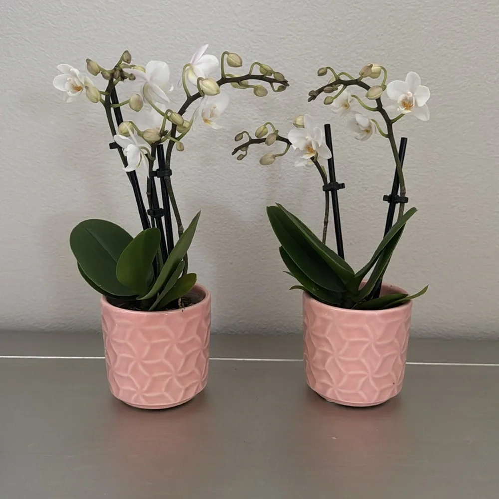 4 Mini Orchid Pots